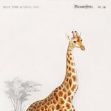 Poster about a giraffe, based on an old engraving from 1849.