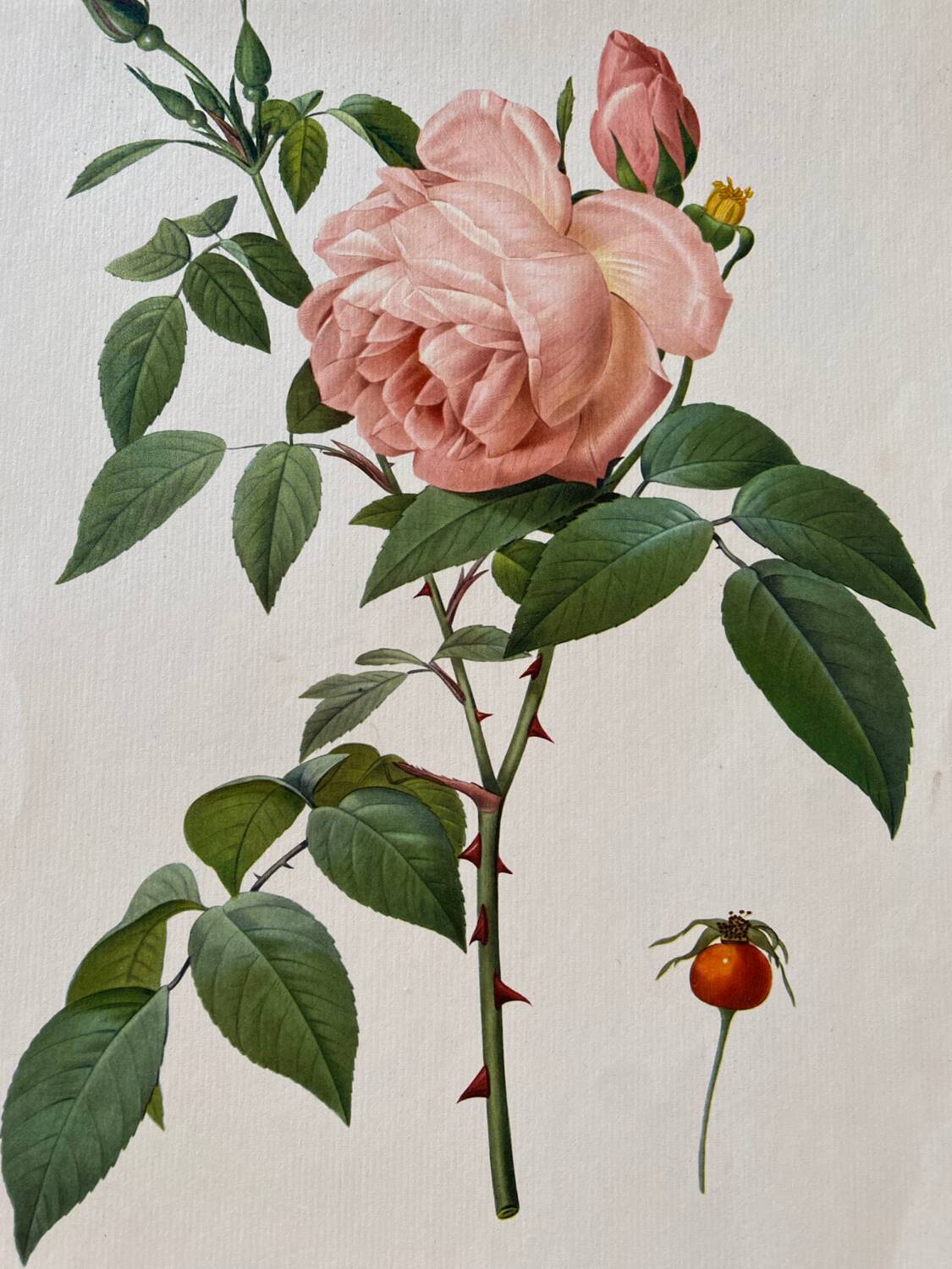 Botanical lithograph PJ Redouté Indian Rose