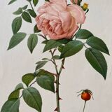 Botanical lithograph PJ Redouté Indian Rose