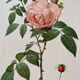 Lithographie botanique PJ Redouté Rosier des Indes