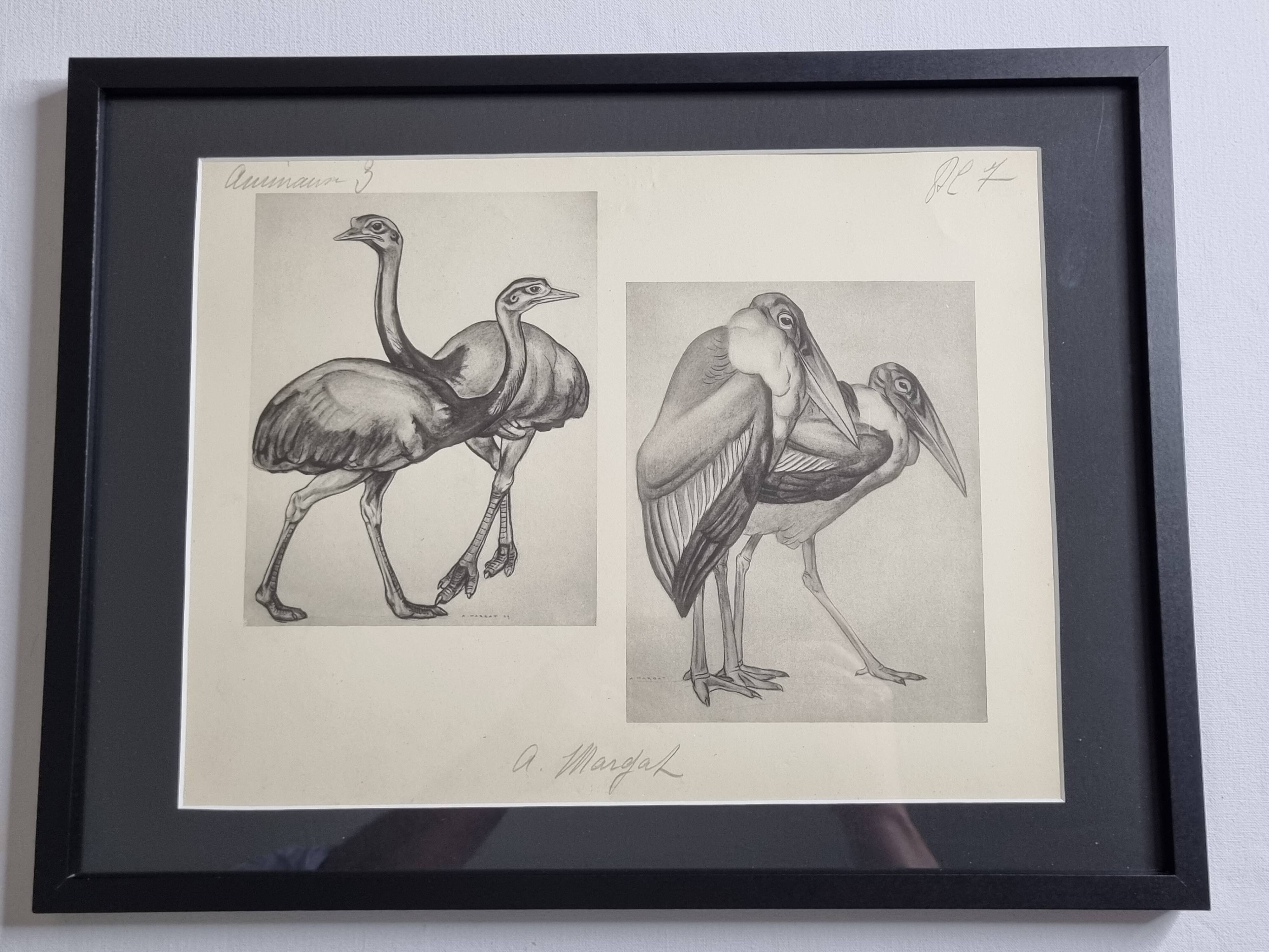 Illustrated plate, Studies of Ostrich and Marabout, Signed A. Margat, 1930