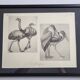 Illustrated plate, Studies of Ostrich and Marabout, Signed A. Margat, 1930
