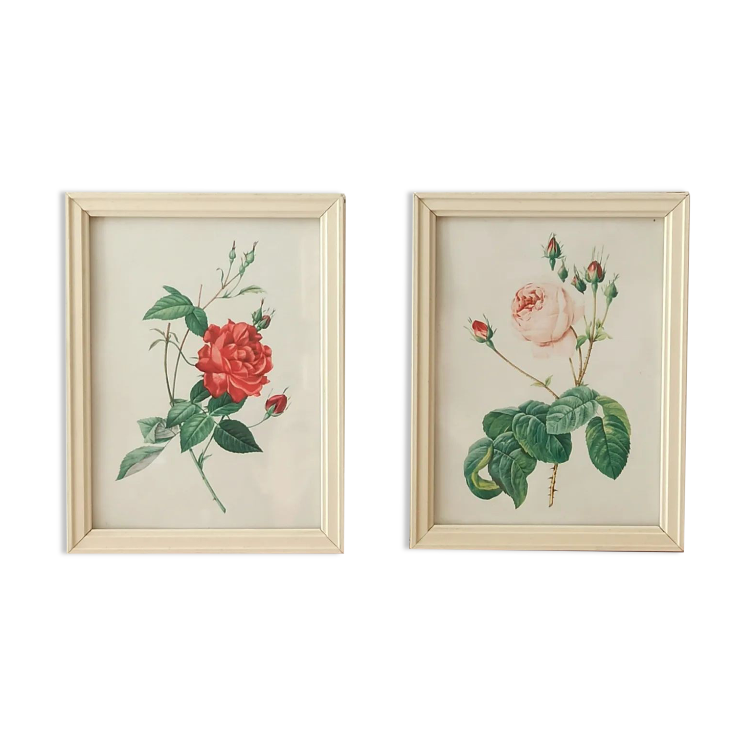 Two litho rose Redouté