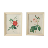 Two litho rose Redouté