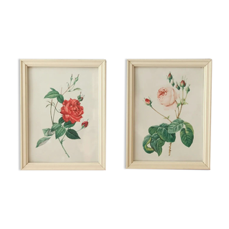 Two litho rose Redouté