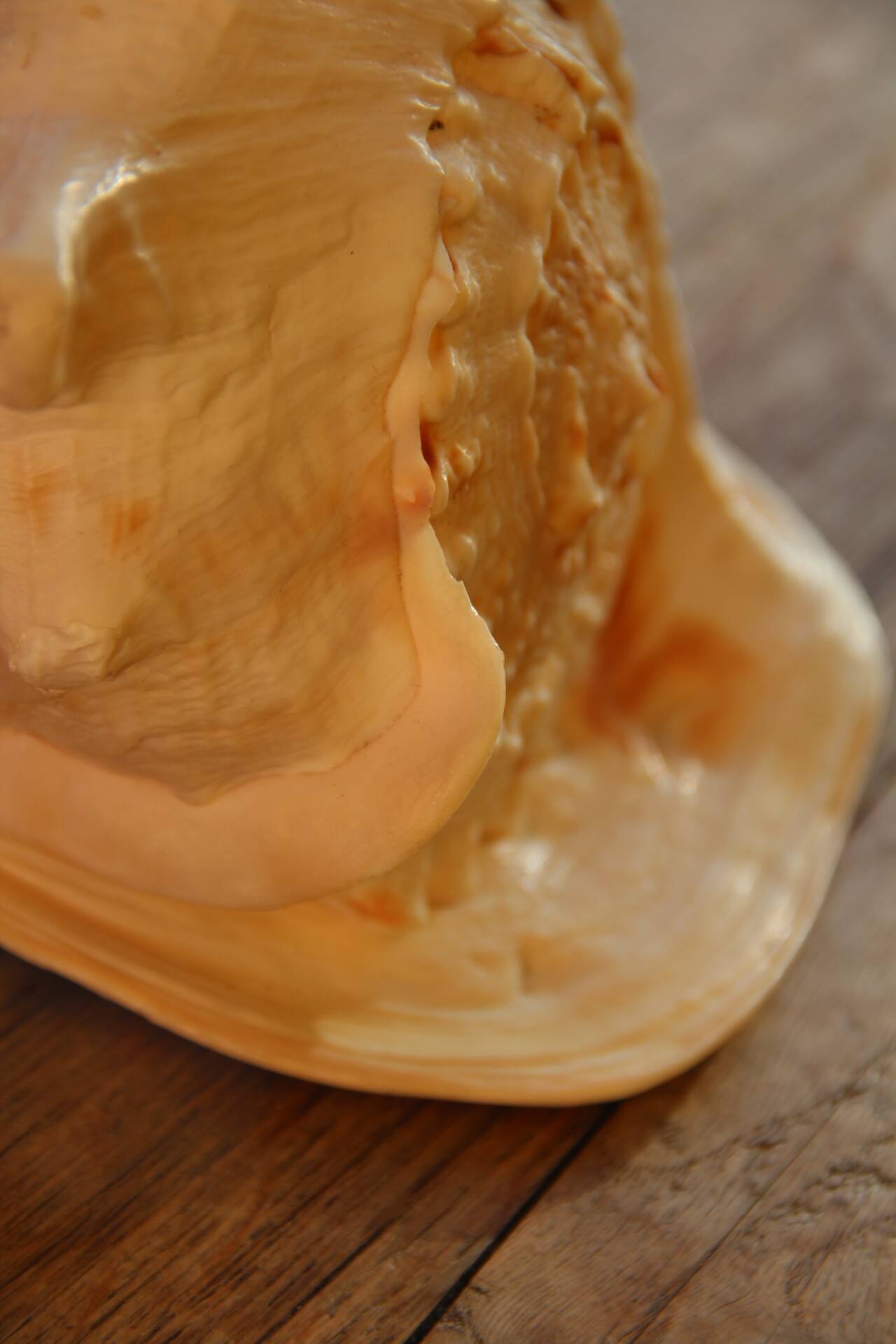 Shell Cassis Cornuta