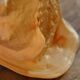 Shell Cassis Cornuta