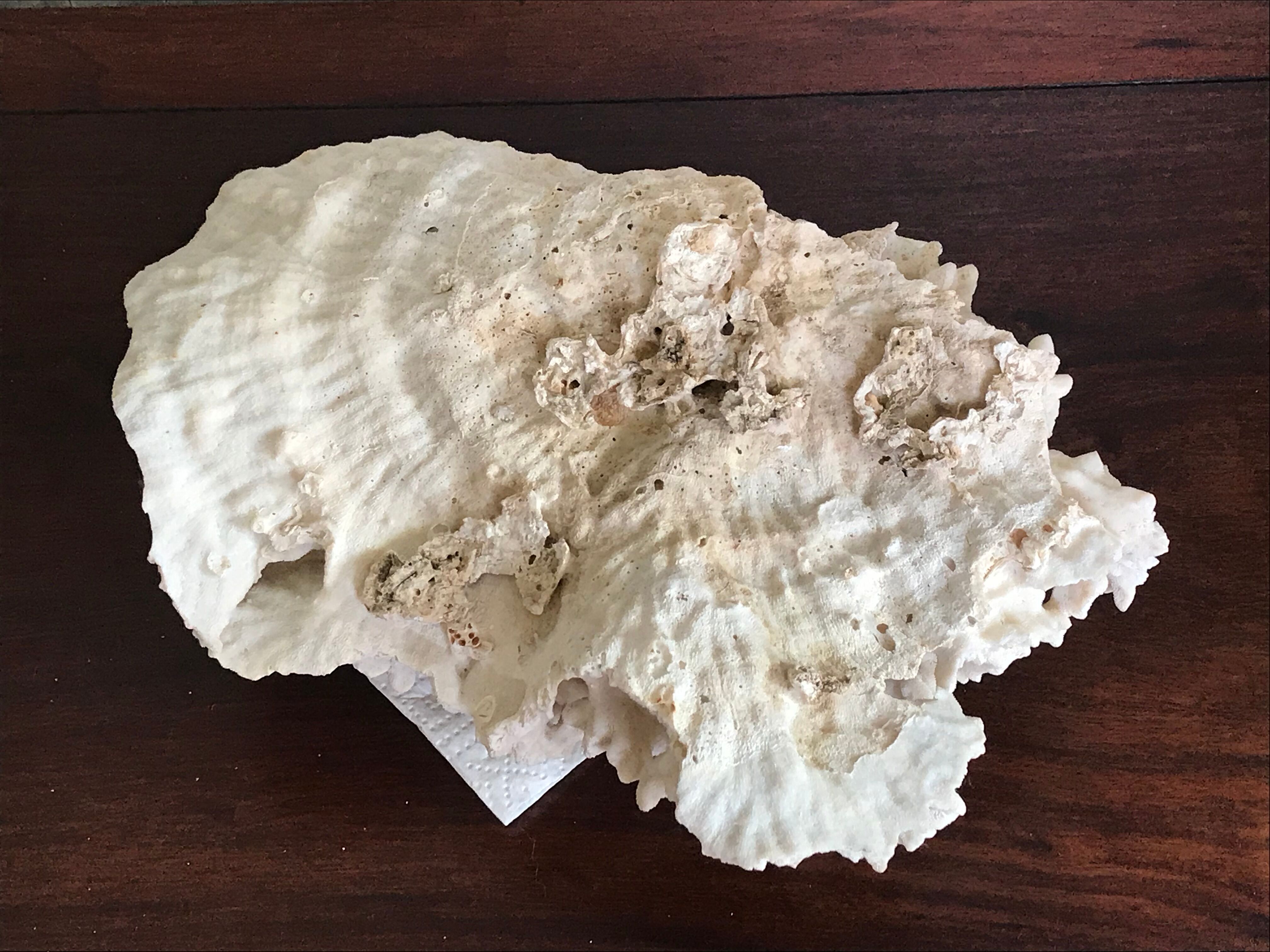 Ancient white coral 27X20 cm