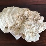 Ancient white coral 27X20 cm