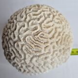 Ancient coral "brain" Diploria labyrinthiformis on base, 19 cm