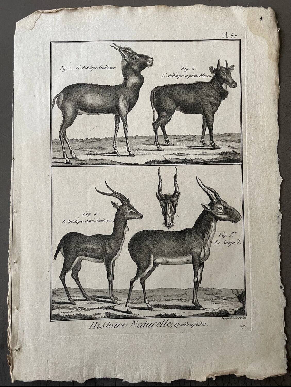 Engraving Old book 18th century Buffon, Bonnaterre, Natural history
