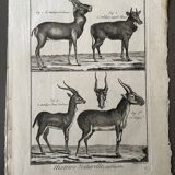 Engraving Old book 18th century Buffon, Bonnaterre, Natural history