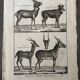 Engraving Old book 18th century Buffon, Bonnaterre, Natural history