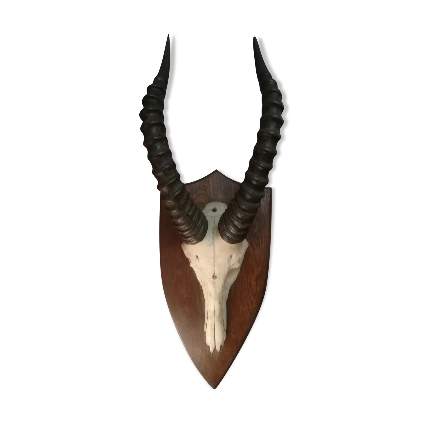 Antelope trophy massacre