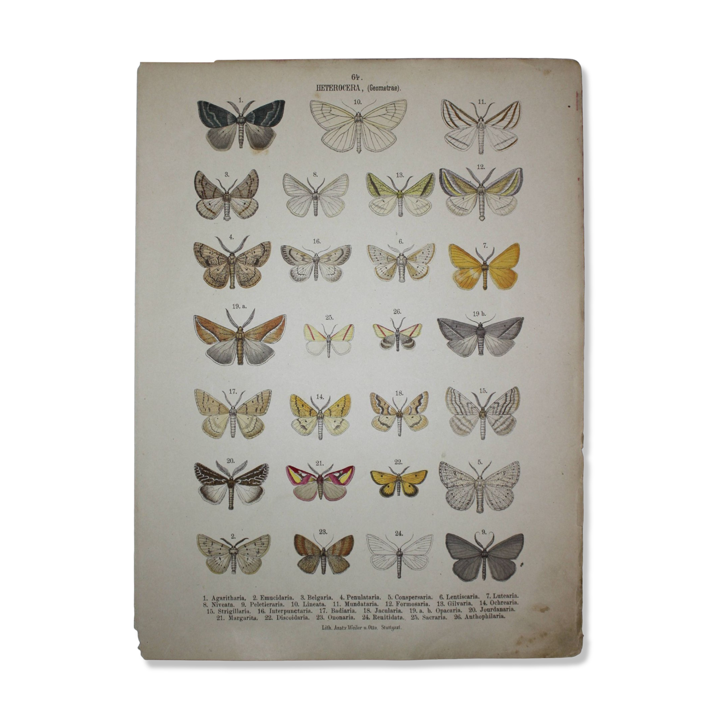Old engraving of Butterflies - Lithograph from 1887 - Agaritharia - Original illustration
