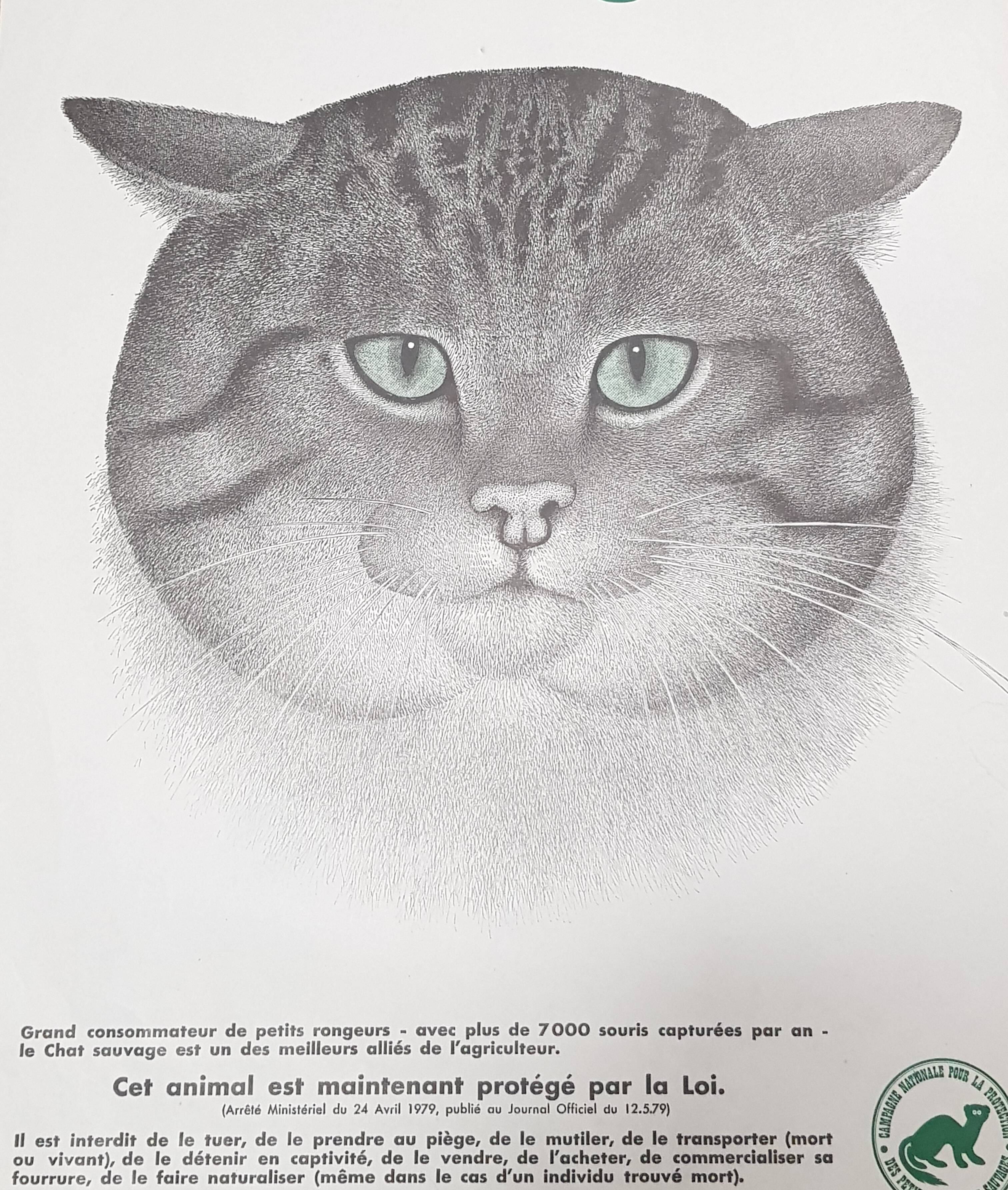 70's wild cat protection poster