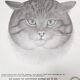 70's wild cat protection poster
