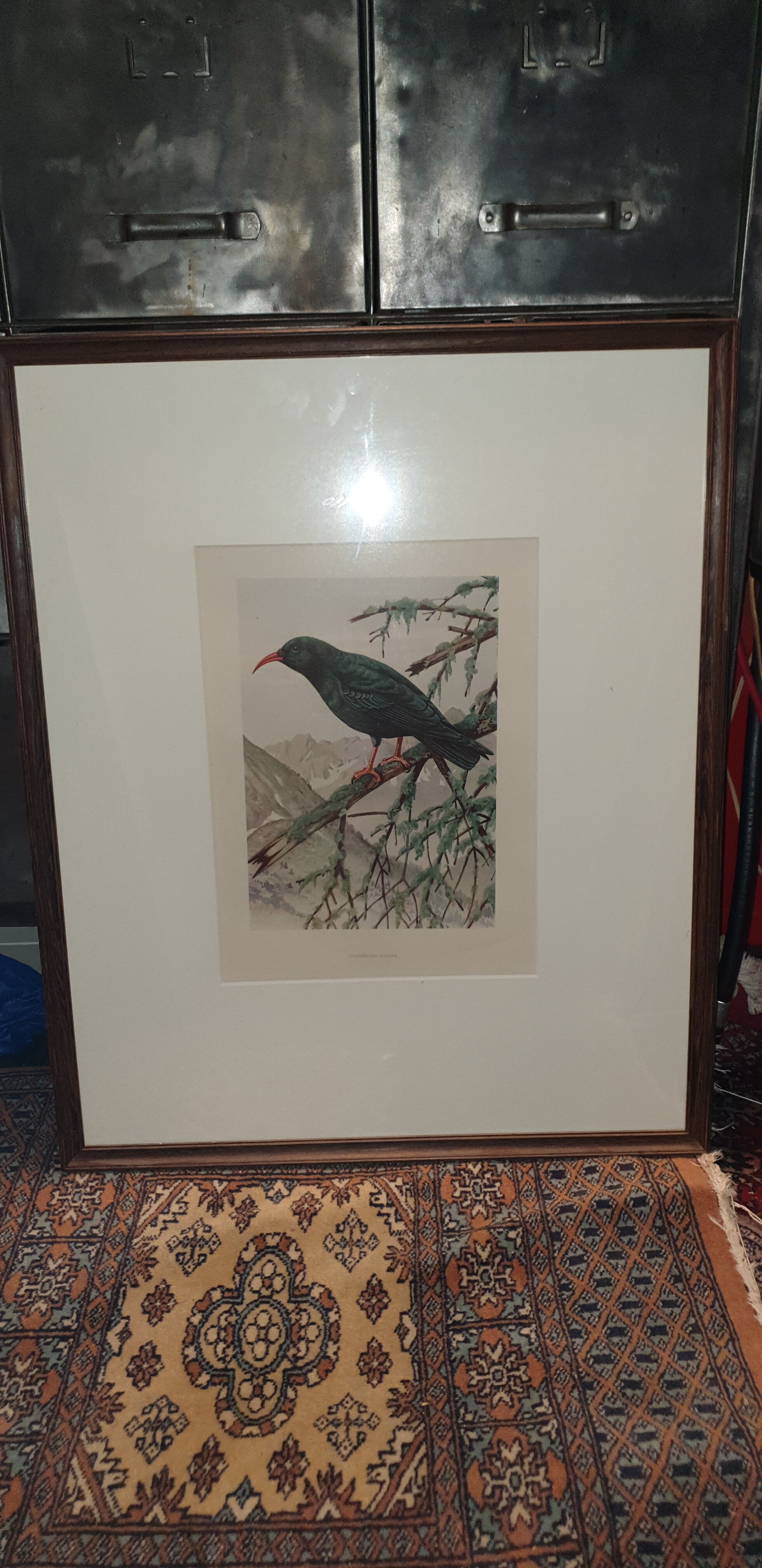 Ornithological engravings framed under glass