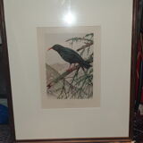 Ornithological engravings framed under glass