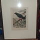 Ornithological engravings framed under glass