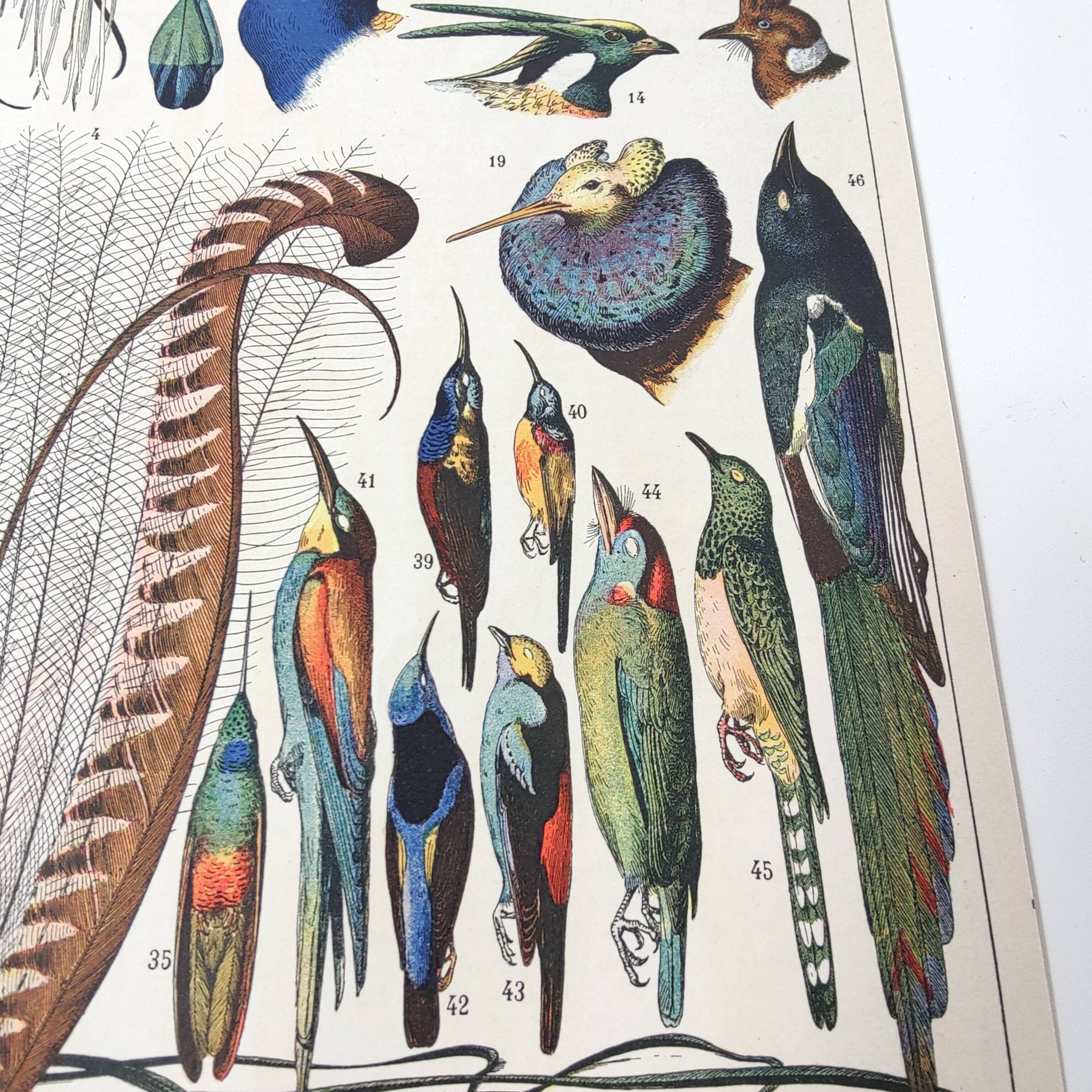 Old lithograph plate birds feathers 1900