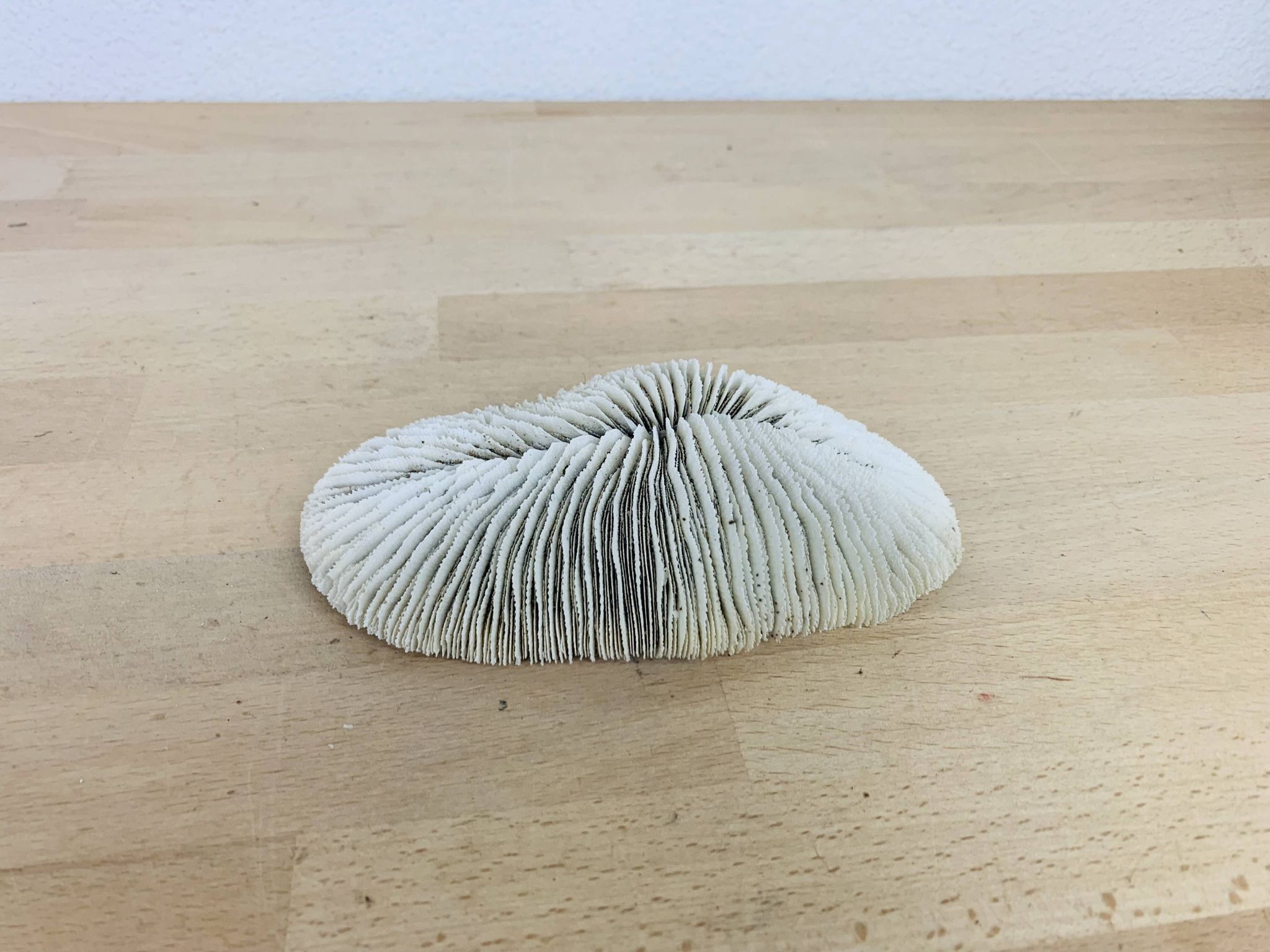 Corail Fungia blanc naturel