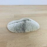 Natural White Fungia Coral