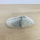Natural White Fungia Coral