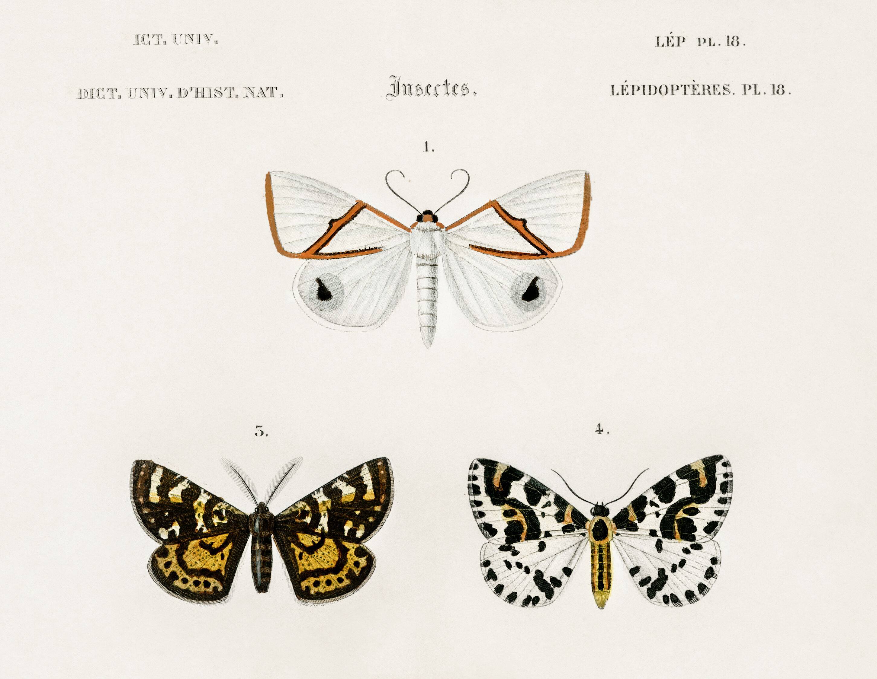 Poster about nocturnal butterflies, based on an old engraving from 1849.