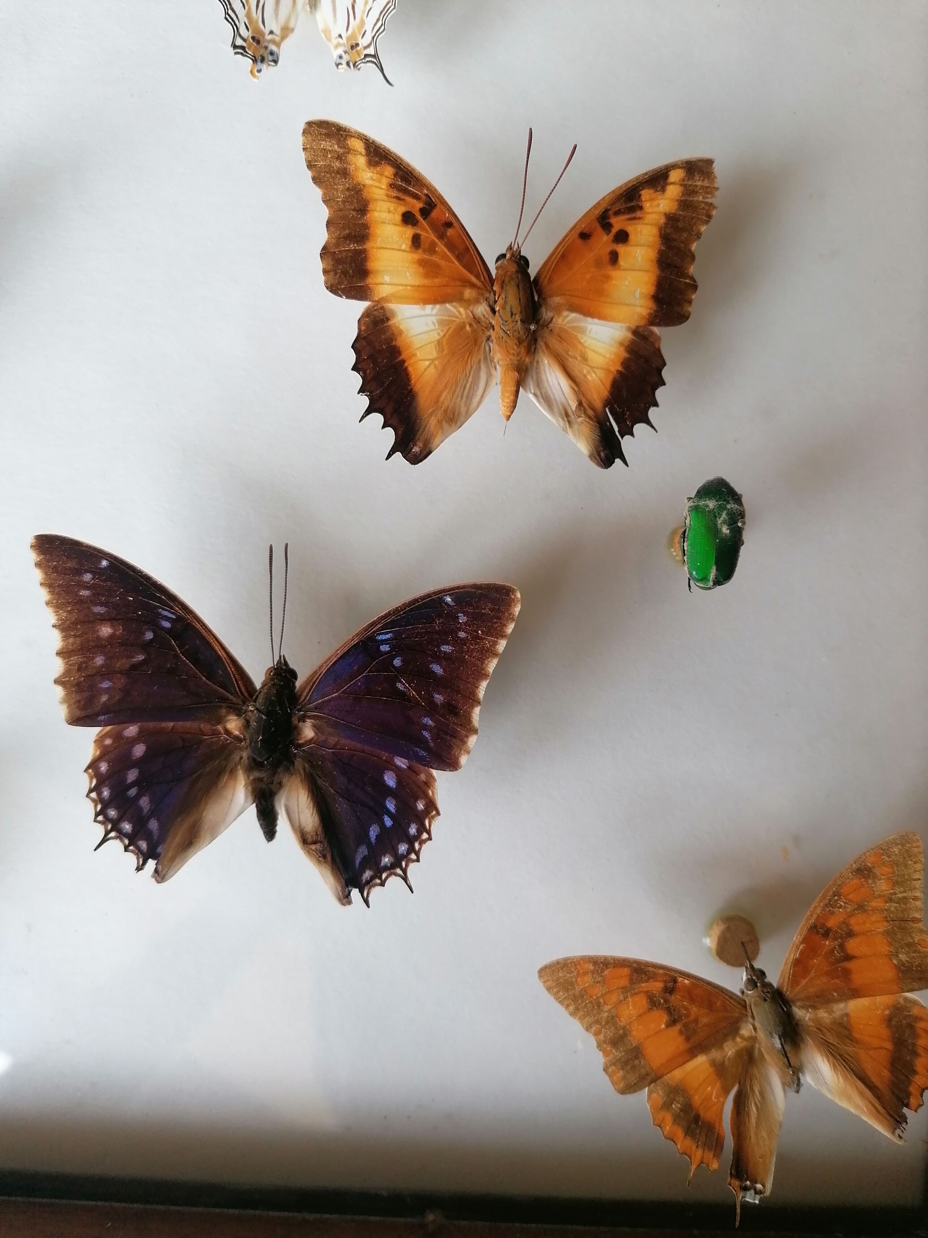Cadre papillons taxidermie Kenya