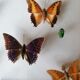Cadre papillons taxidermie Kenya