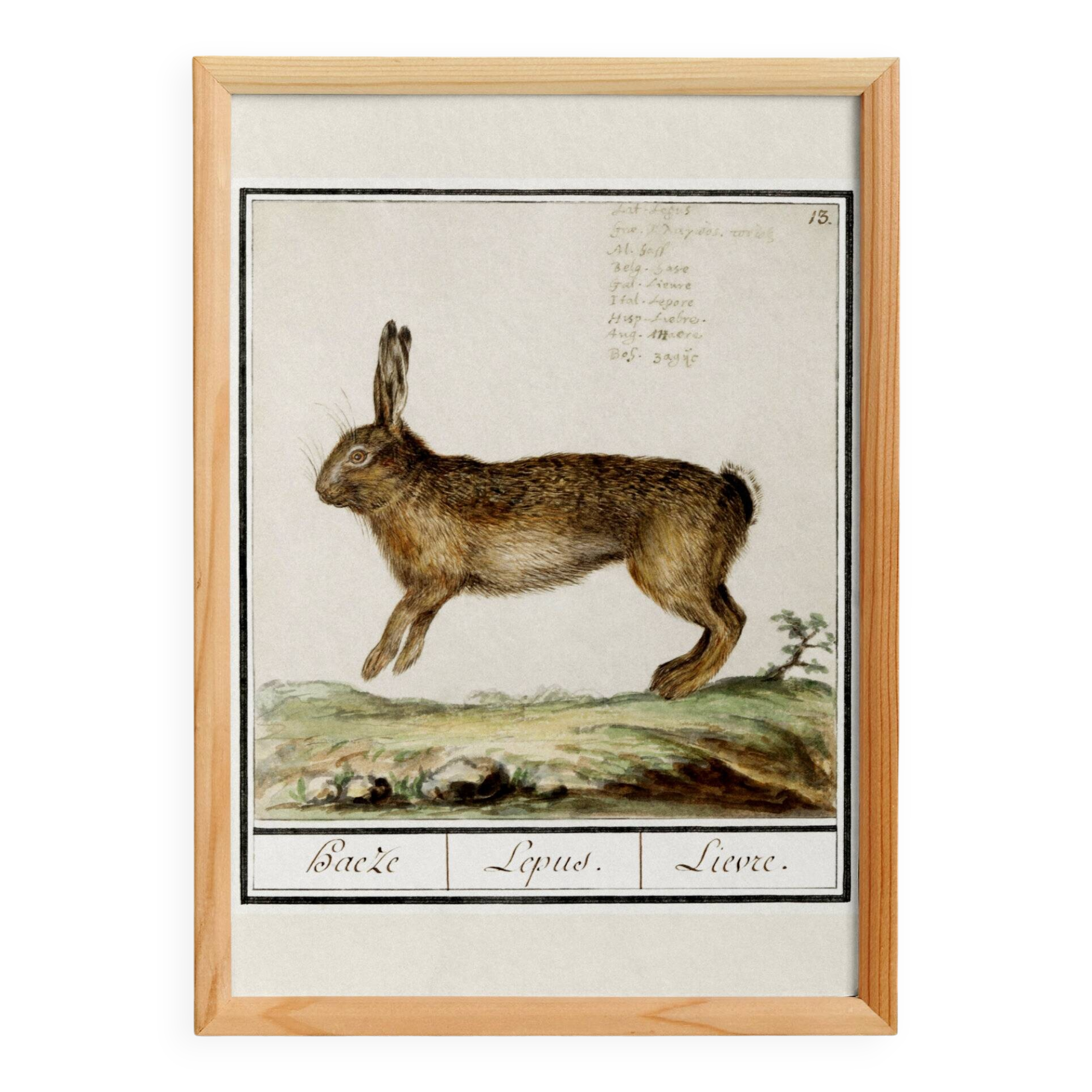 Small poster about the hare, after an old engraving from 1610.