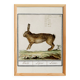 Small poster about the hare, after an old engraving from 1610.