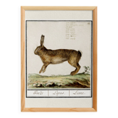 Petite affiche sur le lièvre, d'après une gravure ancienne de 1610.