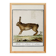 Small poster about the hare, after an old engraving from 1610.