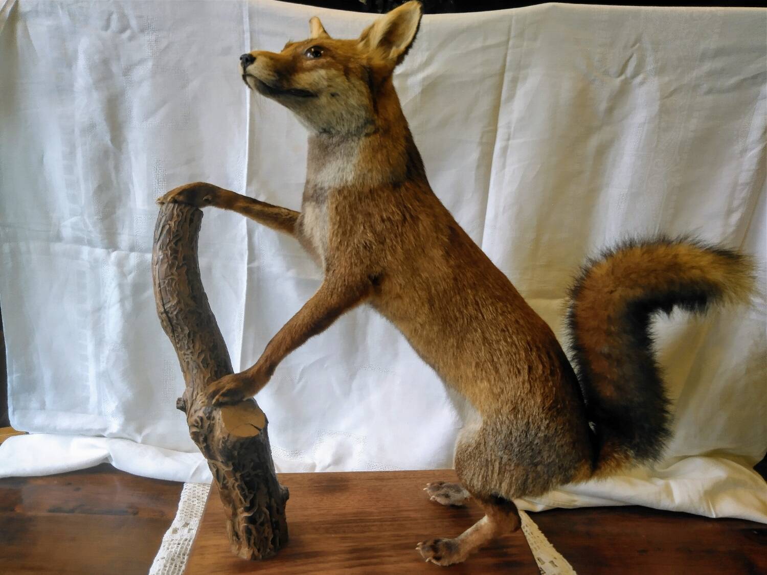 Stuffed fox taxidermy