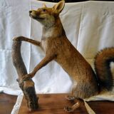 Stuffed fox taxidermy