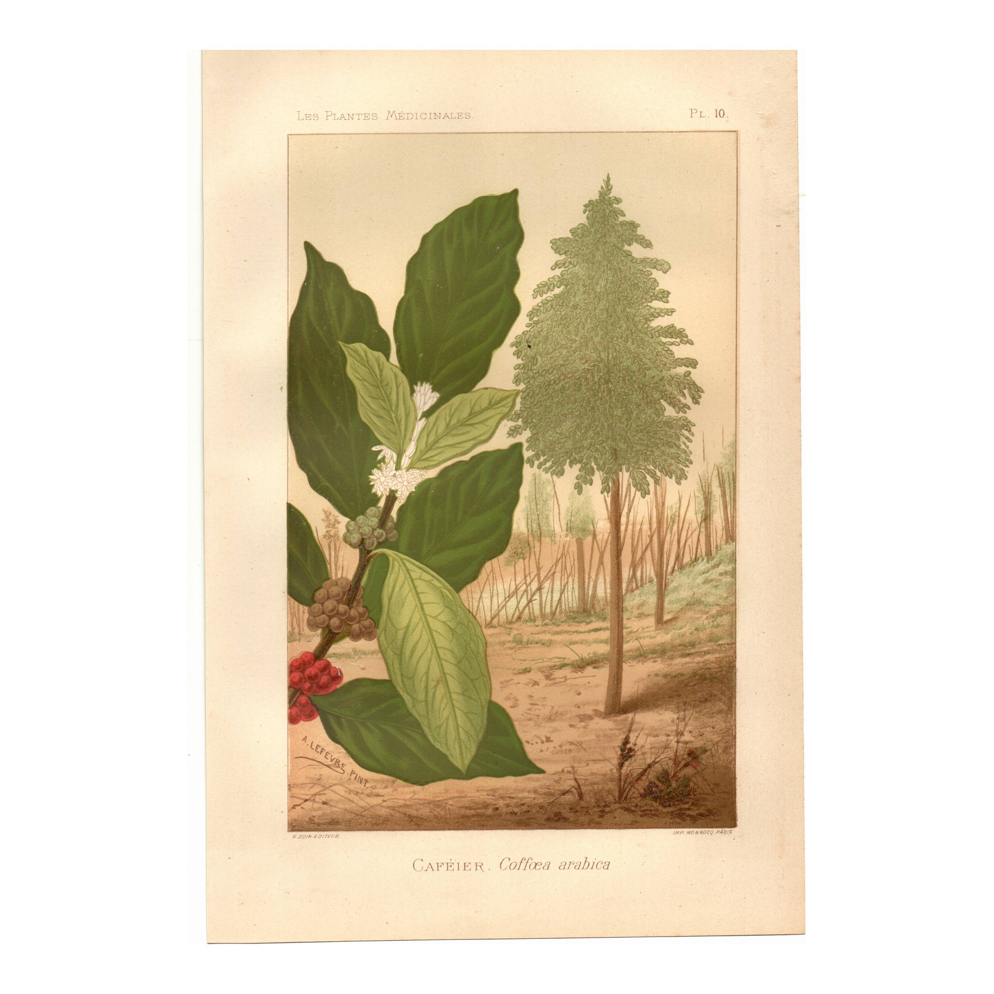 Antique engraving 1889 - Coffee tree - Coffee plant - Botanical lithograph