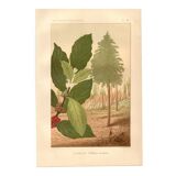 Antique engraving 1889 - Coffee tree - Coffee plant - Botanical lithograph