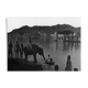 Udaipur, photo of a young elephant by the lake