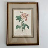 Pair of botanical graphics, 1970