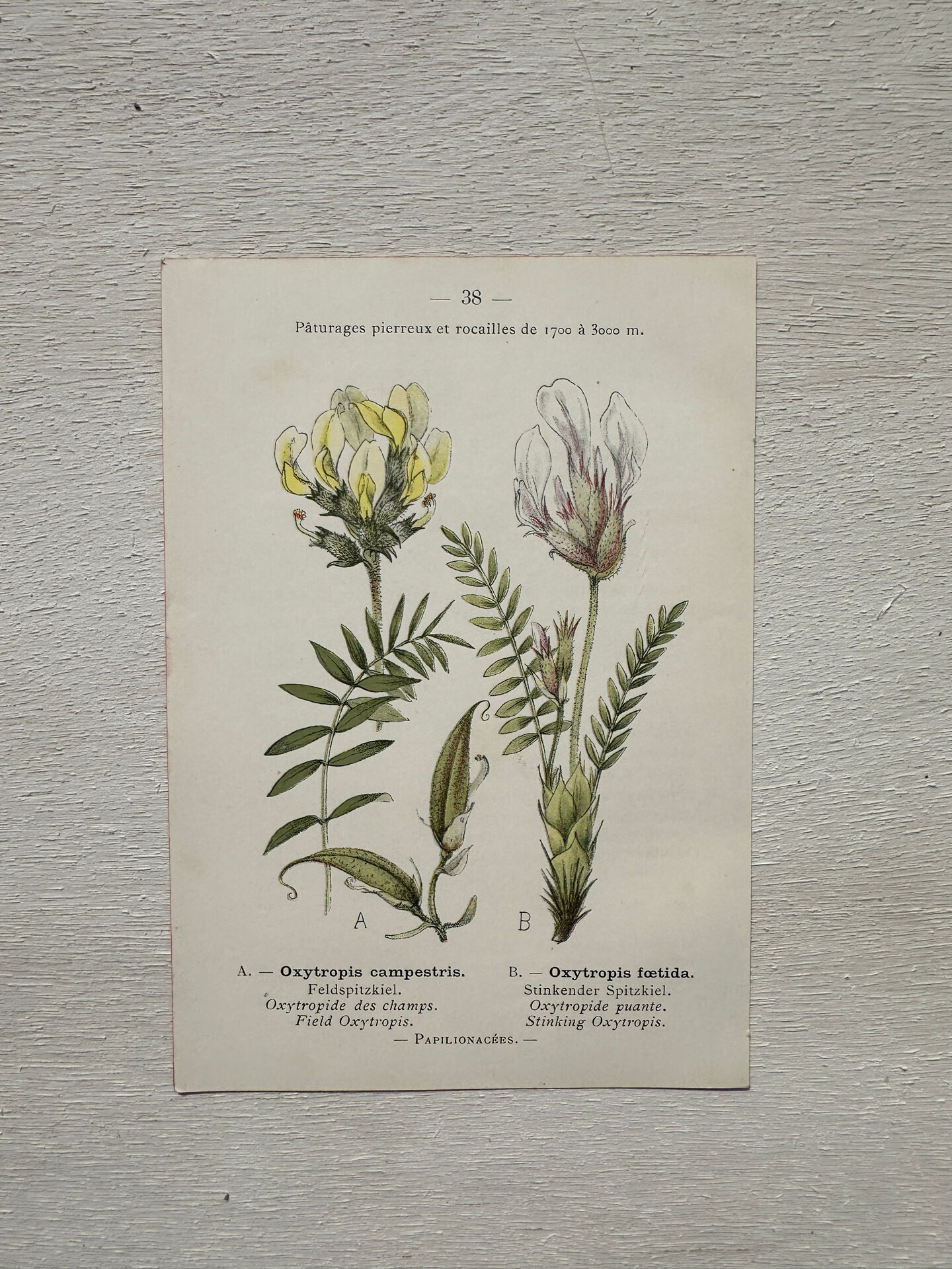 Botanical Plate 1800 Old Naturalist Engraving 19th Century Double-Sided