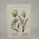 Botanical Plate 1800 Old Naturalist Engraving 19th Century Double-Sided