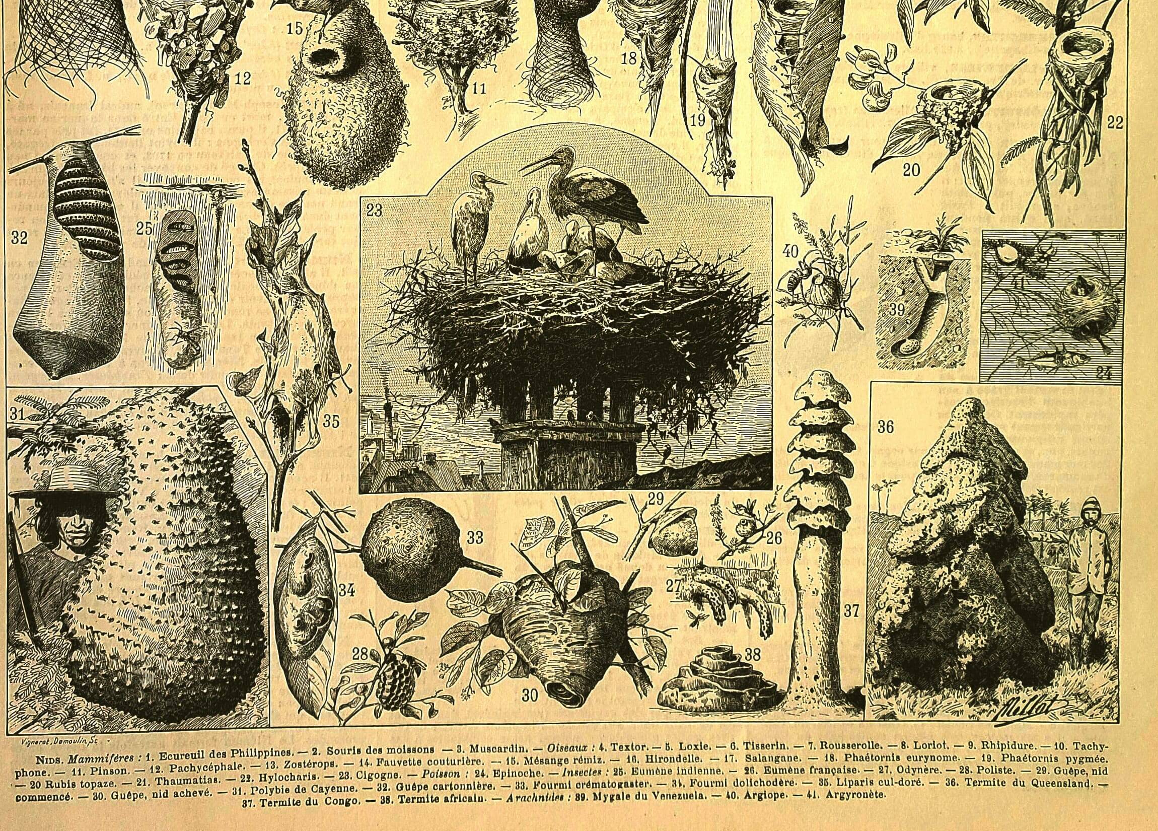 Gravure ancienne 1897 A. Millot - Nid, Nid d'oiseaux et autres animaux