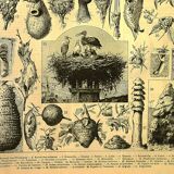 Antique engraving 1897 A. Millot - Nest, Birds' nest and other animals