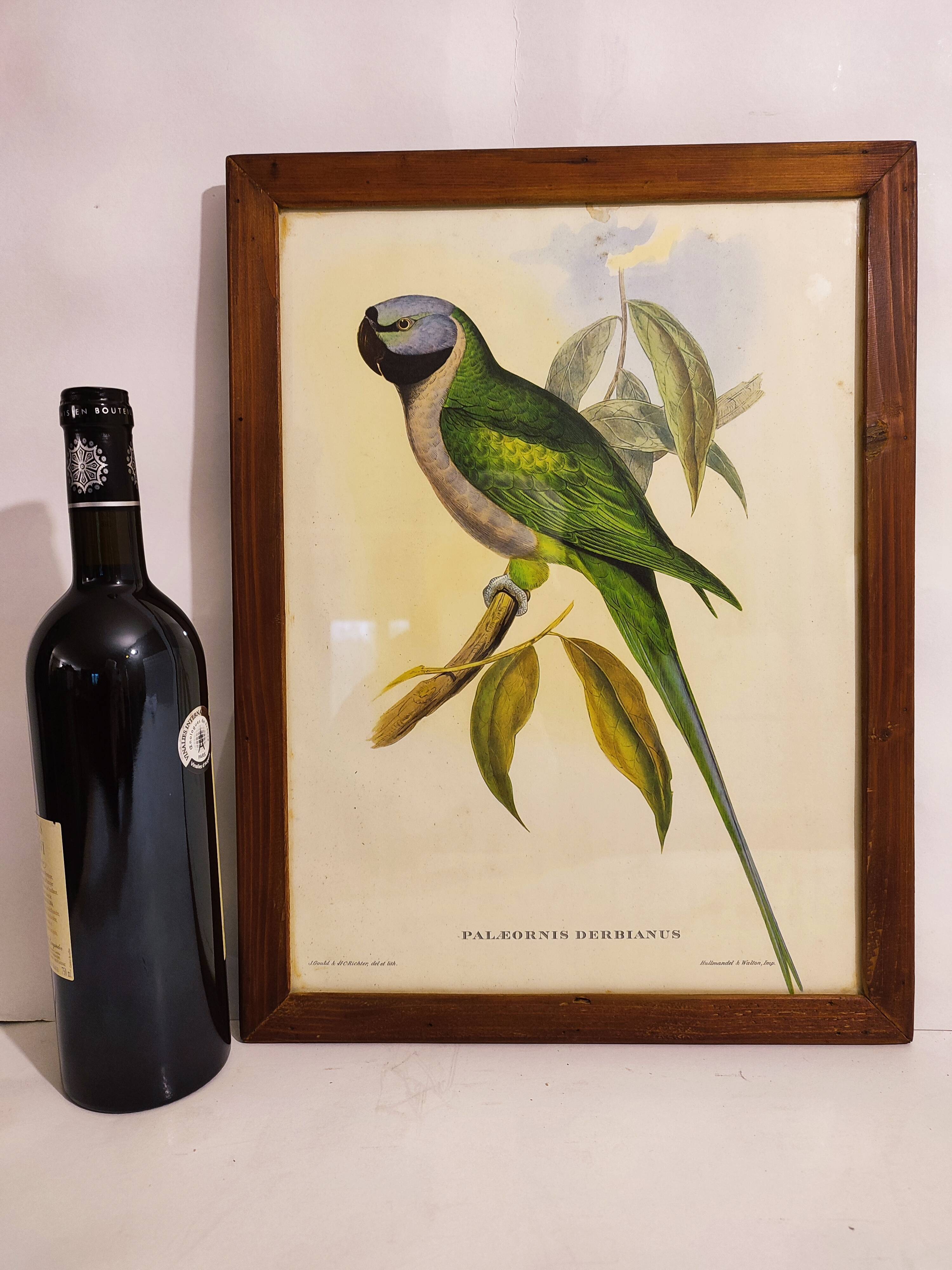 Gould lithograph enhanced Main Palaeornis Derbianus