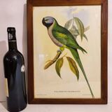 Gould lithograph enhanced Main Palaeornis Derbianus