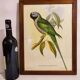 Gould lithograph enhanced Main Palaeornis Derbianus