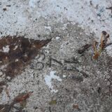 Pair of "Tooth" Planters by Willy Guhl