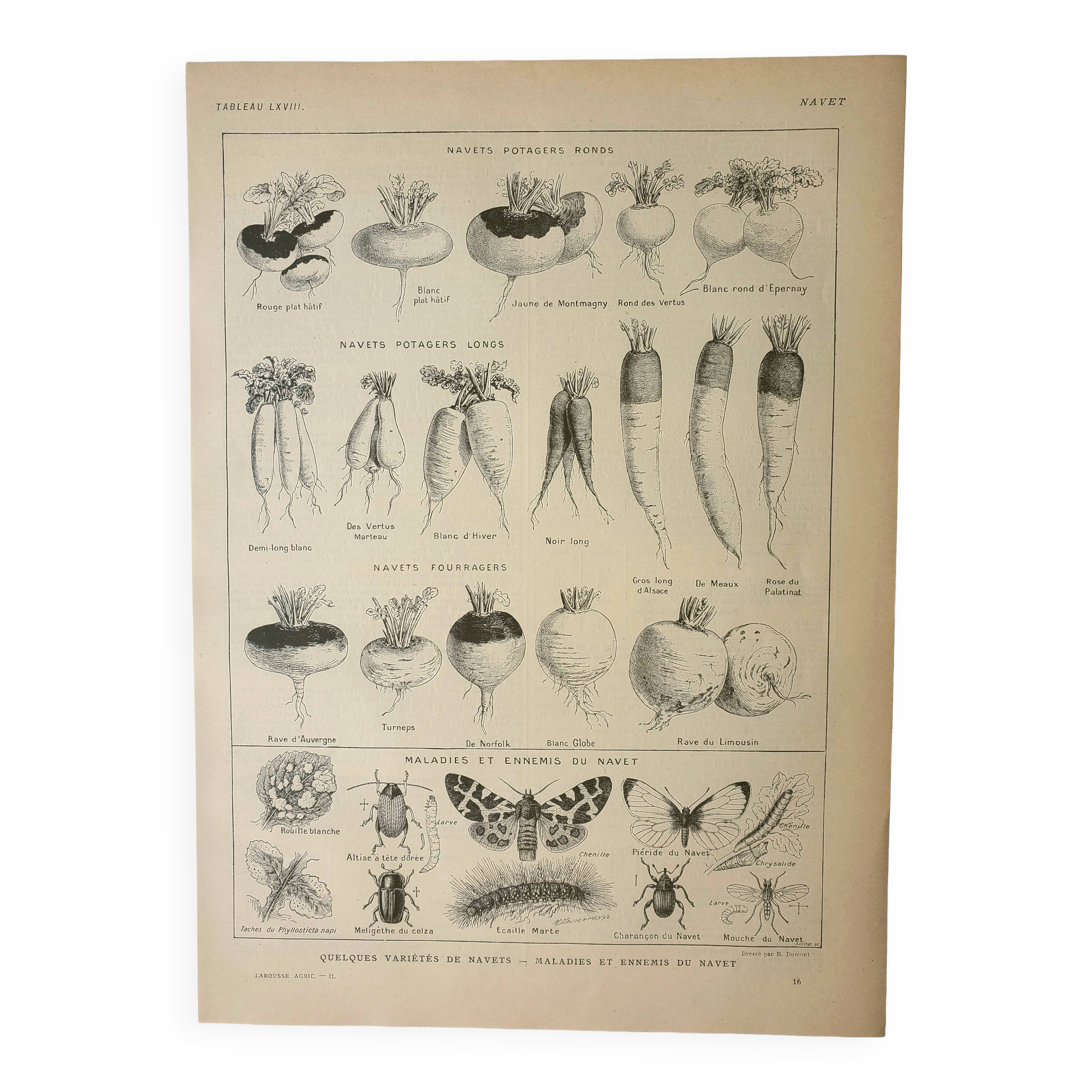 Old lithograph 1922, Turnip, varieties and enemies, vegetables • Engraving, original illustration